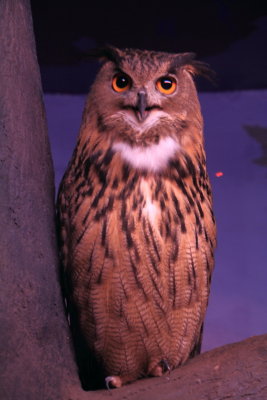 Cincinnati Zoo - Owl