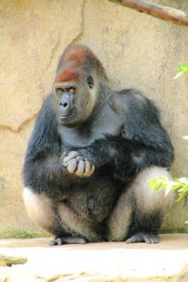 Cincinnati Zoo - Gorilla