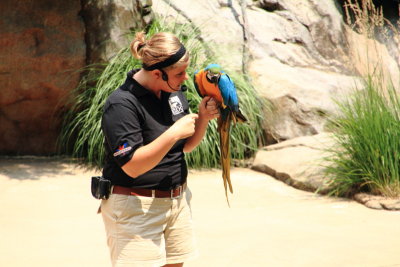 Cincinnati Zoo - Blue throated macaw