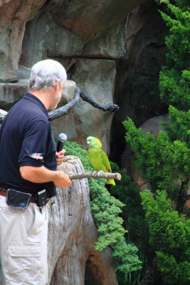 Cincinnati Zoo - Parrot