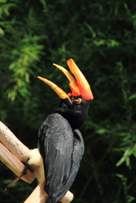 Cincinnati Zoo - Rhinoceros Hornbill