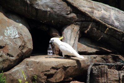 Cincinnati Zoo - Major Mitchell's Cockatoo