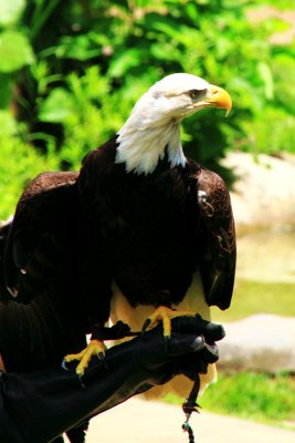 Cincinnati Zoo - Bald Eagle