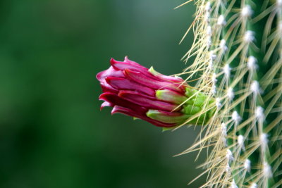 Cactus flower, Milwaukee Conservatory