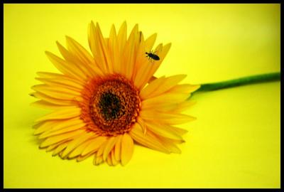 g4/30/52730/3/52309354.uppadnov15.jpg