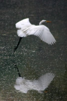 Bird on water, Keoladeo National Park, India
