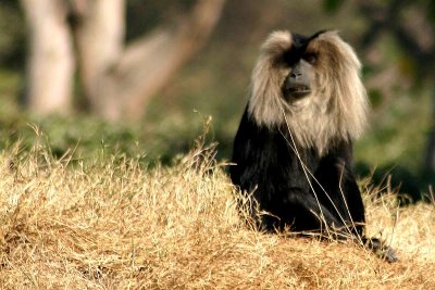Lion tailed macaque, National Zoological Park, Delhi