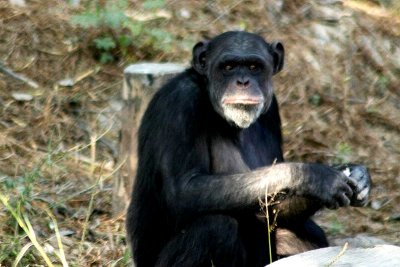 The Chimpanzee, National Zoological Park, Delhi