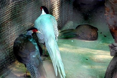 Silver pheasant, National Zoological Park, Delhi
