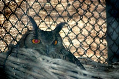 Owl, National Zoological Park, Delhi