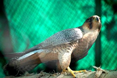Peregrine Falcon, National Zoological Park, Delhi