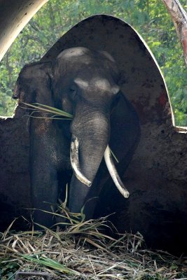 E is for Elephant, National Zoological Park, Delhi