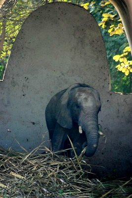 The baby Elephant, National Zoological Park, Delhi