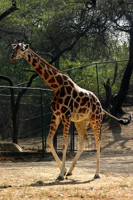 G is for Giraffe, National Zoological Park, Delhi