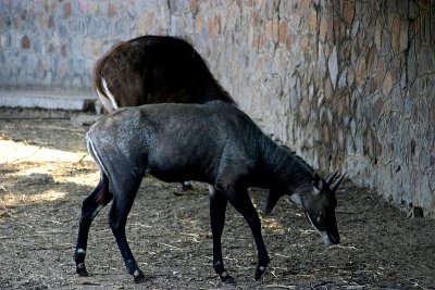 Nilgai Antelope graze, National Zoological Park, Delhi