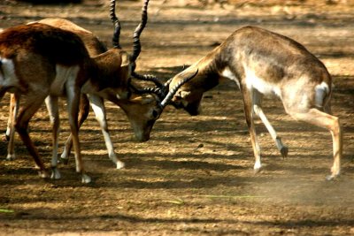 Black Buck Antelope, National Zoological Park, Delhi