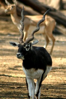 A is for Antelope, National Zoological Park, Delhi