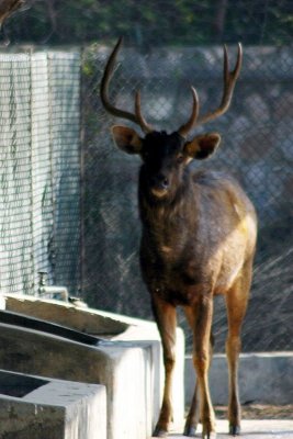 The Sambar deer has it's horns for protection, National Zoological Park, Delhi