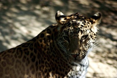 L is also for Leopard, National Zoological Park, Delhi