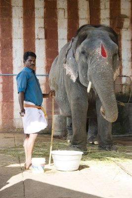 An elephant at the entrance to the Azhagarcoil temple, Madurai, India