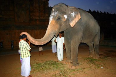 Elephant blessing, Brihadeeswara Temple, Thanjavur, India