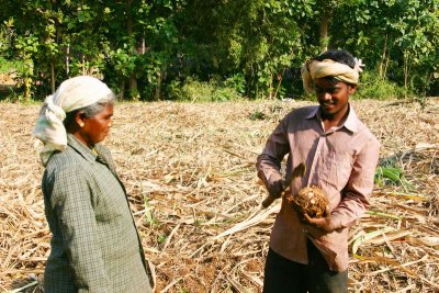 Cutting a Senai kazhanghe, farmers, Umayalpuram,Tamil Nadu