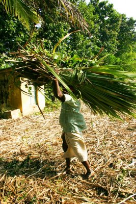 Sugarcane field worker, Umayalpuram,Tamil Nadu