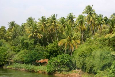 Coconut trees on the Cauvery, Tiruchirapalli (Trichy)