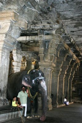 Elephant unfortunately can't enter the shrine,Thiruvanaikaval temple, Tiruchirapalli (Trichy)
