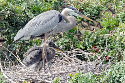 Venice-Rookery_121.jpg