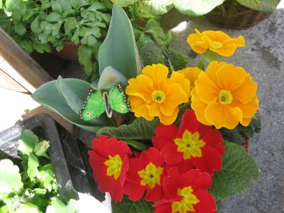 engaged butterfly in the bloomy flowers