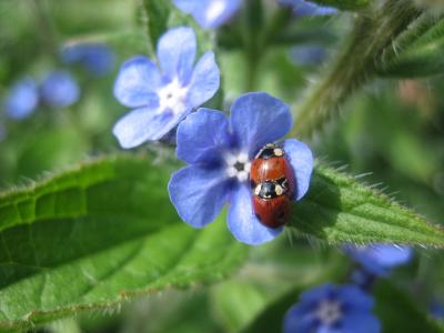 couple ladybugs and couples flowers