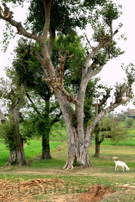 Old Tree