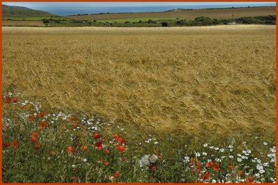 crops02 copy.jpg