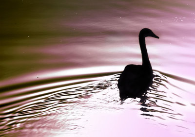 Swan Ripples copy.jpg