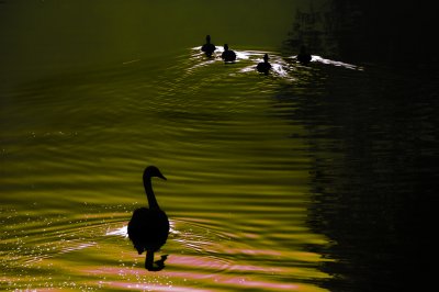 swan chasing ducks copy.jpg