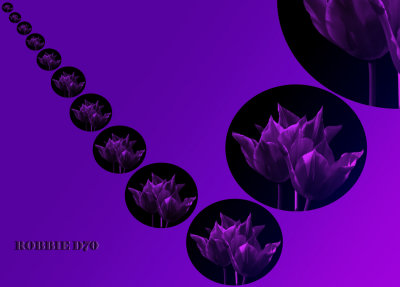 Tulip Digital experiment01 72.jpg