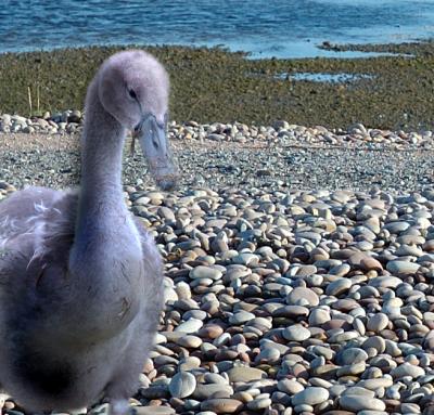 BudleyUglyDuckling.jpg