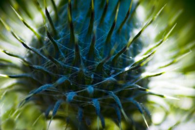 thistle-up-close2.jpg