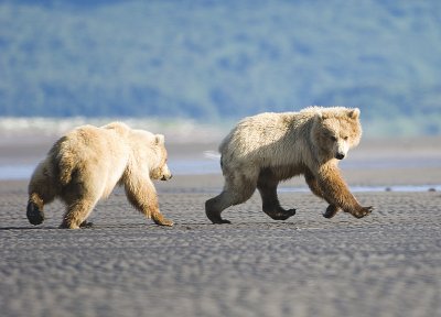 Grizzlies of Katmai 2006