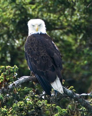 Juneau Eagle