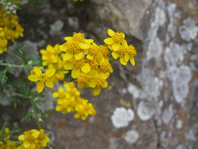 Golden Yarrow Along the Cold Springs Trail