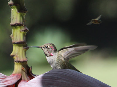 Bird, Bee, and Banana Flower