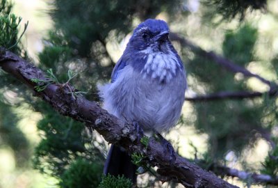 Scrub Jay