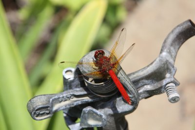 Flame Skimmer  Dragonfly