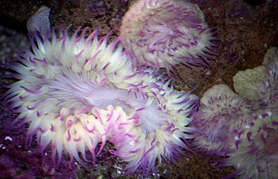 pink and white anemone