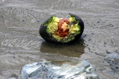 Avocado on the Beach