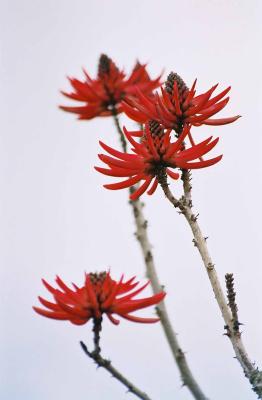 Red Flowers