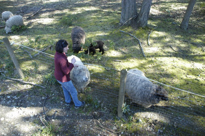 MaryLambs.jpg