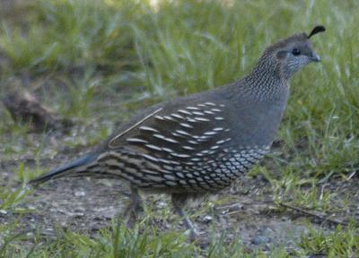 Mrs. Quail(also from California)